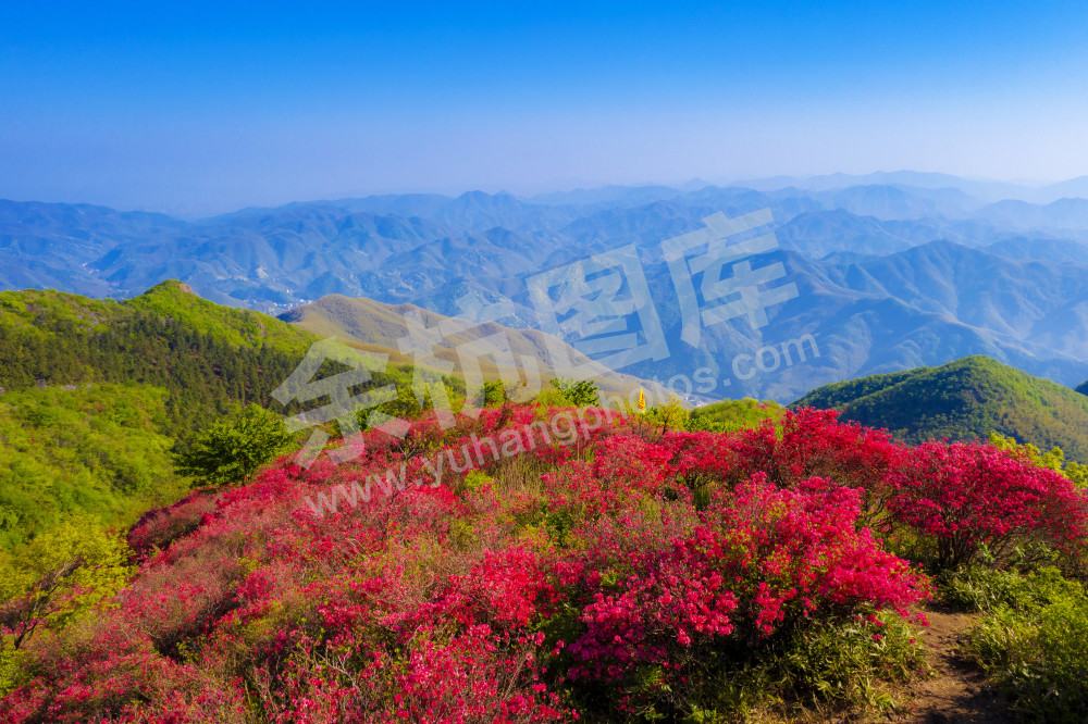 百丈平天堂杜鹃