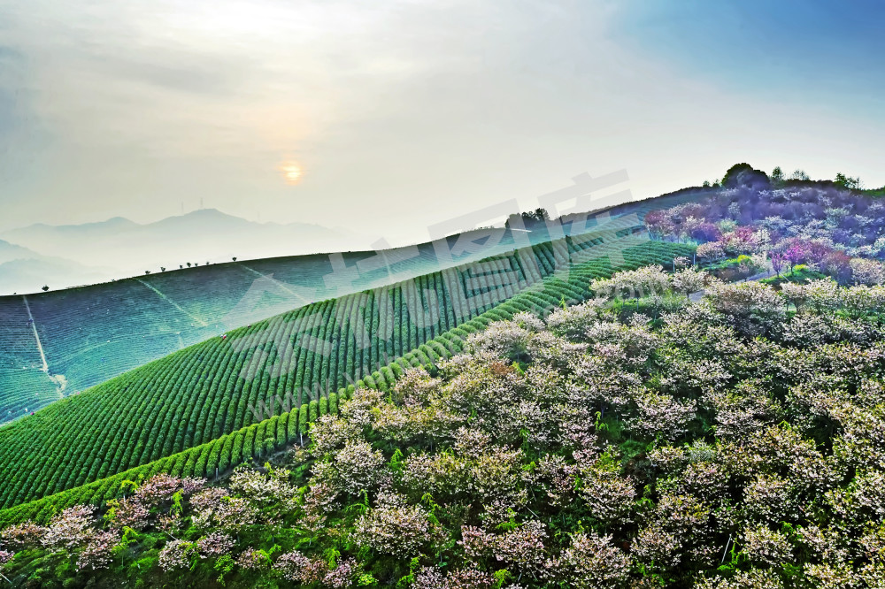 樱花茶园