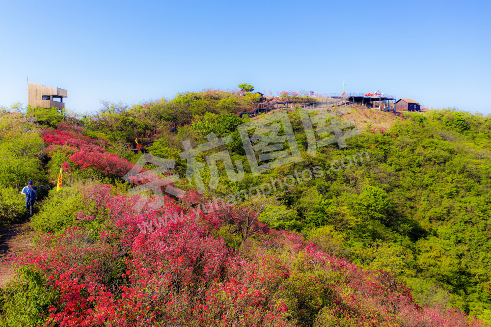 百丈平天堂杜鹃