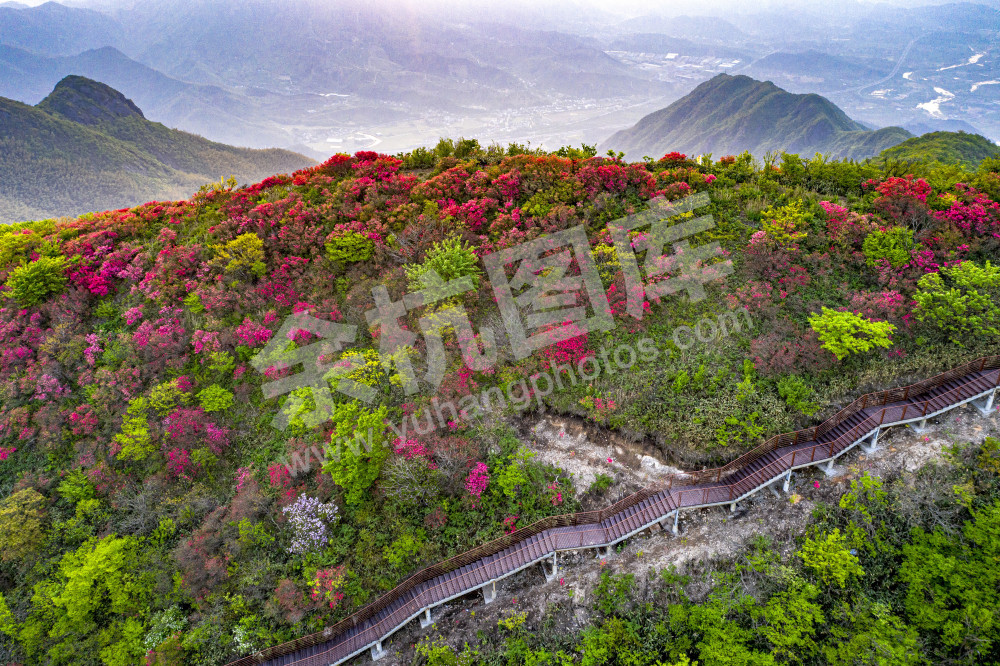 百丈平天堂杜鹃