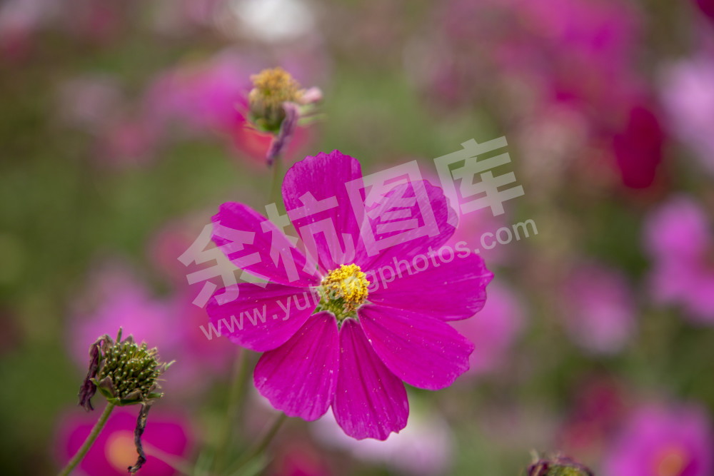 径山花海