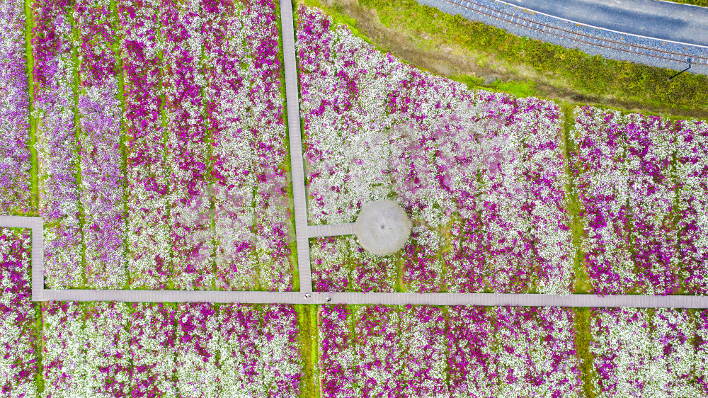 径山花海