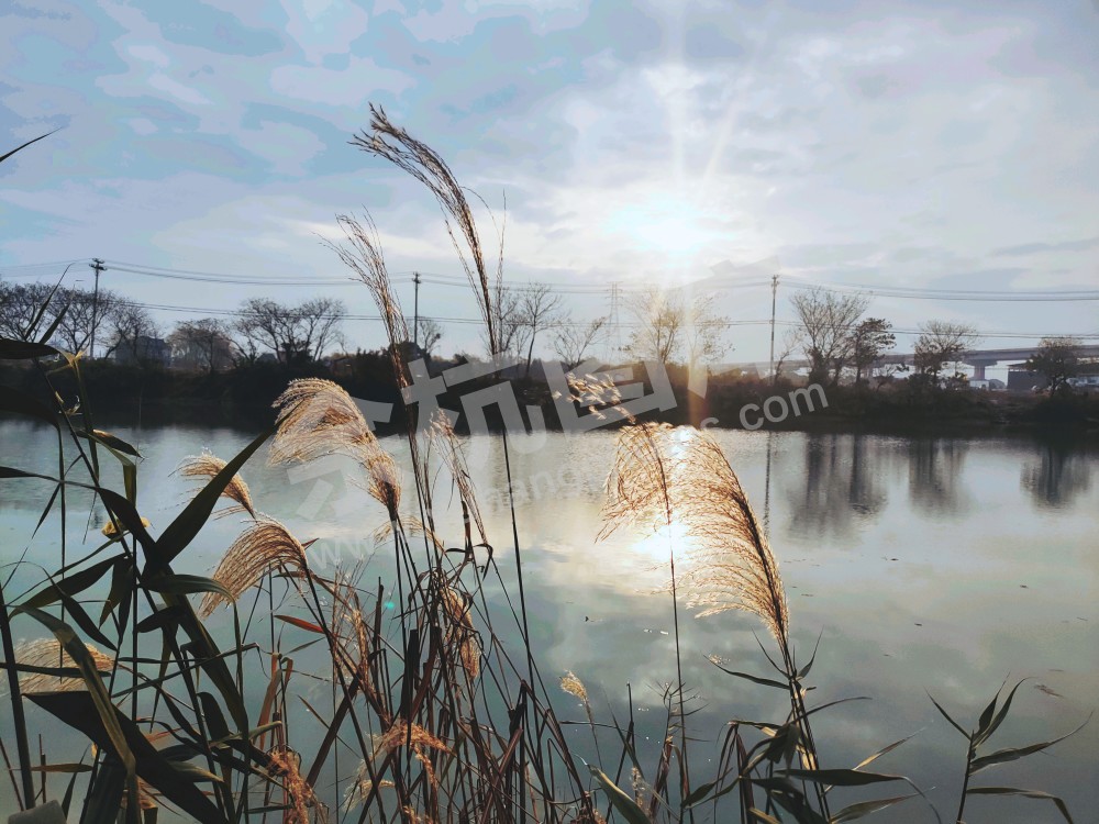 滨河芦花