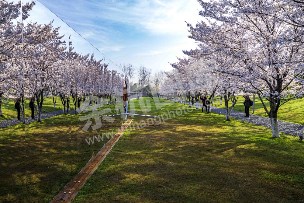 大屋顶的樱花季