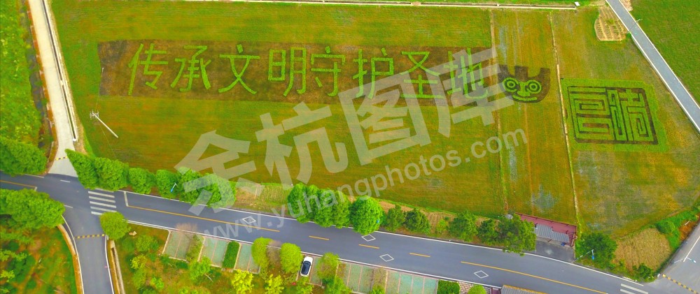 美丽乡村彩色稻田