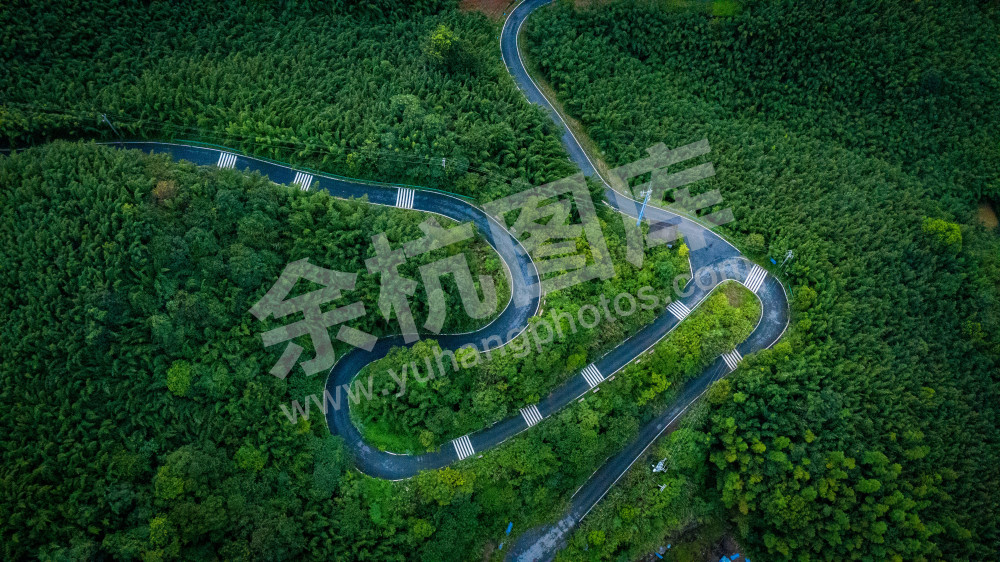 中泰苦竹笛用材基地