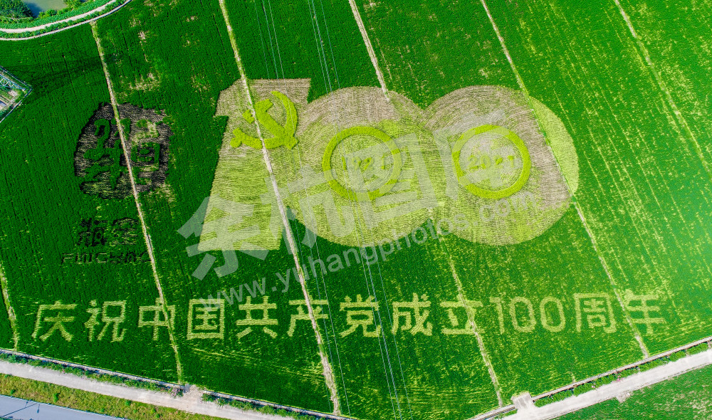 瓶窑镇庆祝建党百年彩色稻田