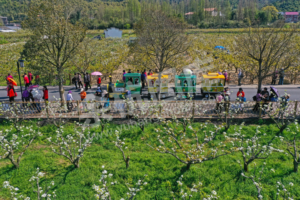 梨园飞雪  春见鸬鸟