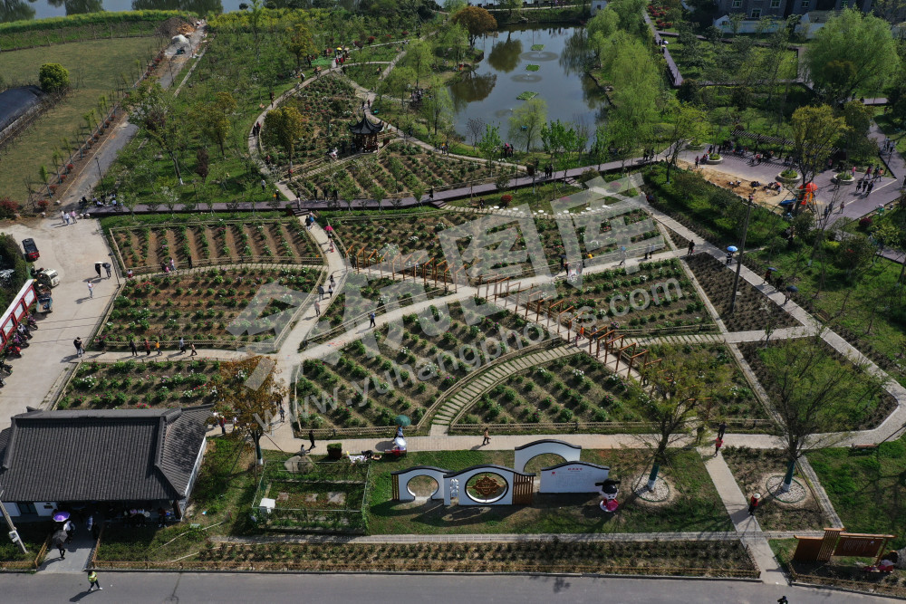 600岁，普宁牡丹花魁盛放