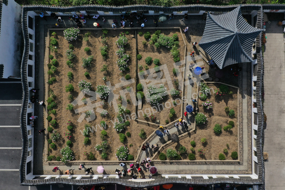 600岁，普宁牡丹花魁盛放