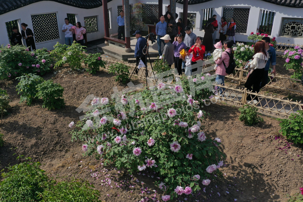 600岁，普宁牡丹花魁盛放