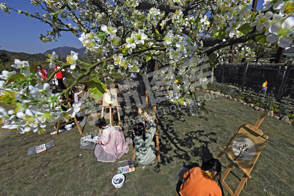 梨园飞雪  春见鸬鸟