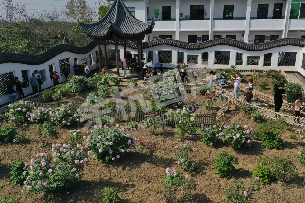 600岁，普宁牡丹花魁盛放