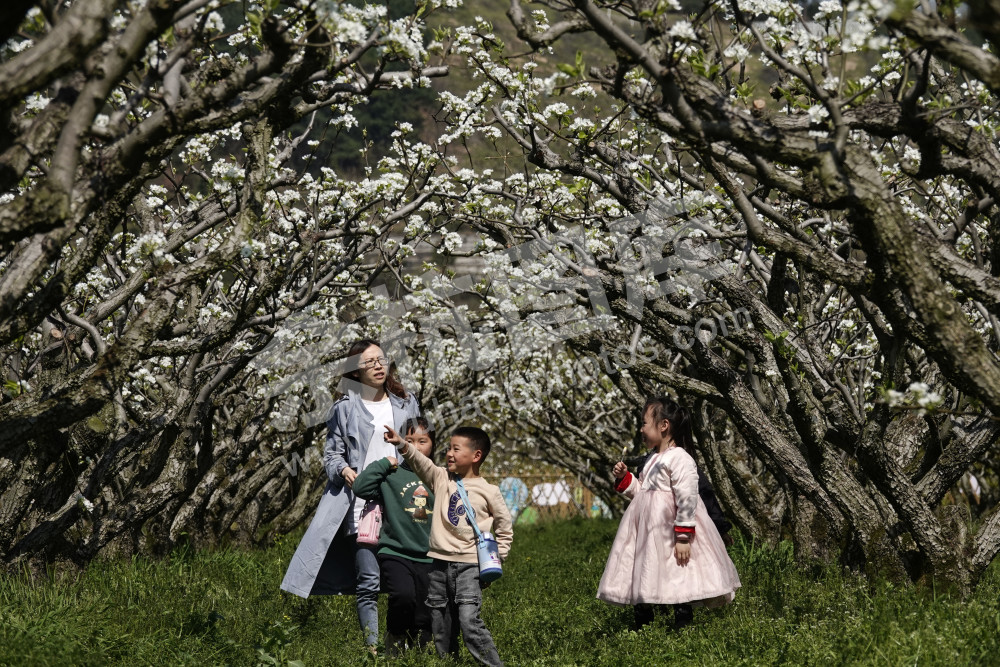 梨园飞雪  春见鸬鸟