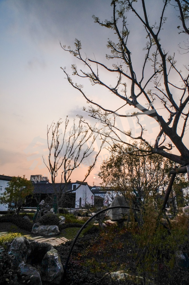 《闲居林下&mdash;老街新景》