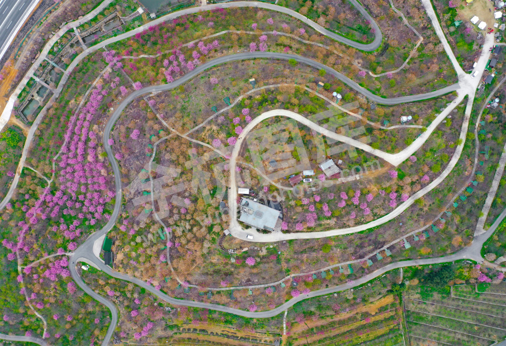 《瓶窑樱花园》