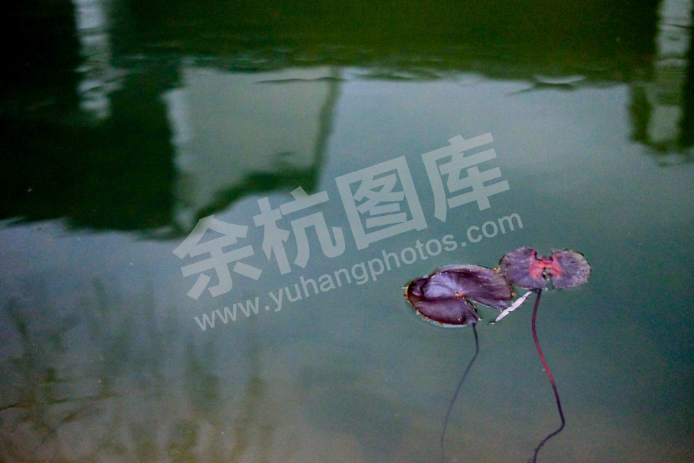 《闲居林下&mdash;老街新景》