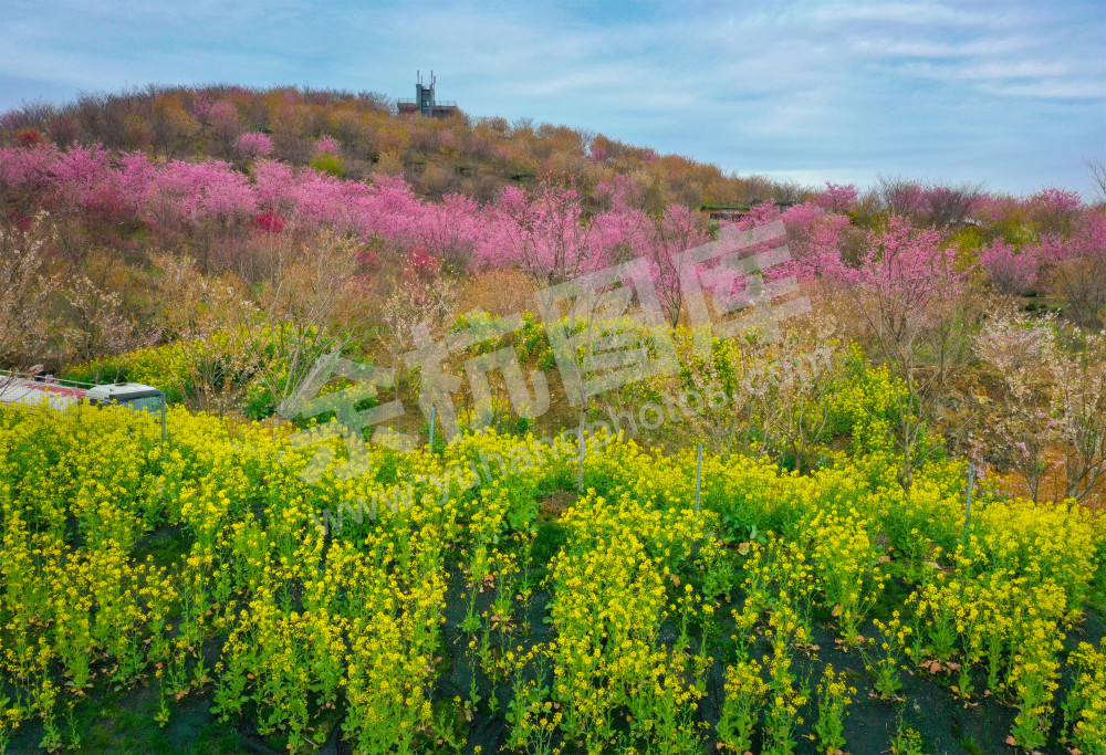 《瓶窑樱花园》