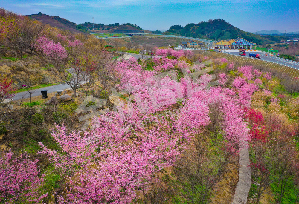 《瓶窑樱花园》