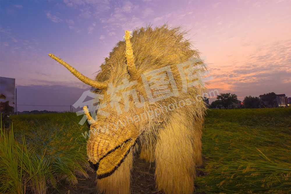 《稻田艺起来》