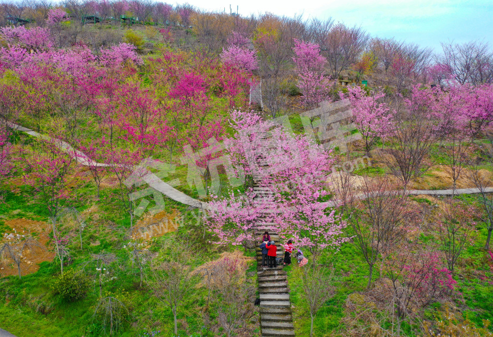 《瓶窑樱花园》