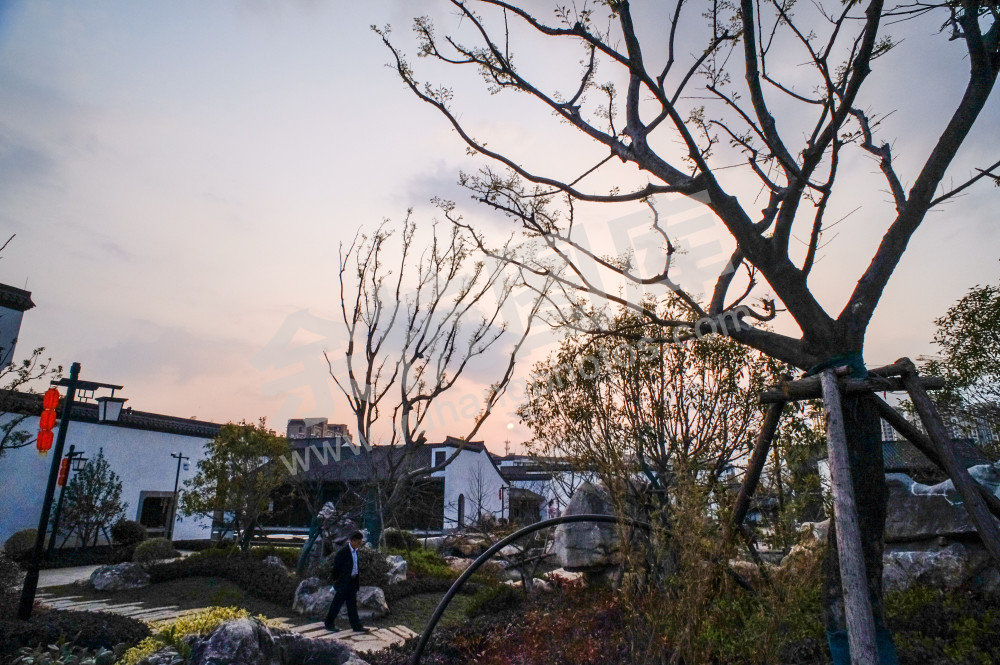 《闲居林下&mdash;老街新景》