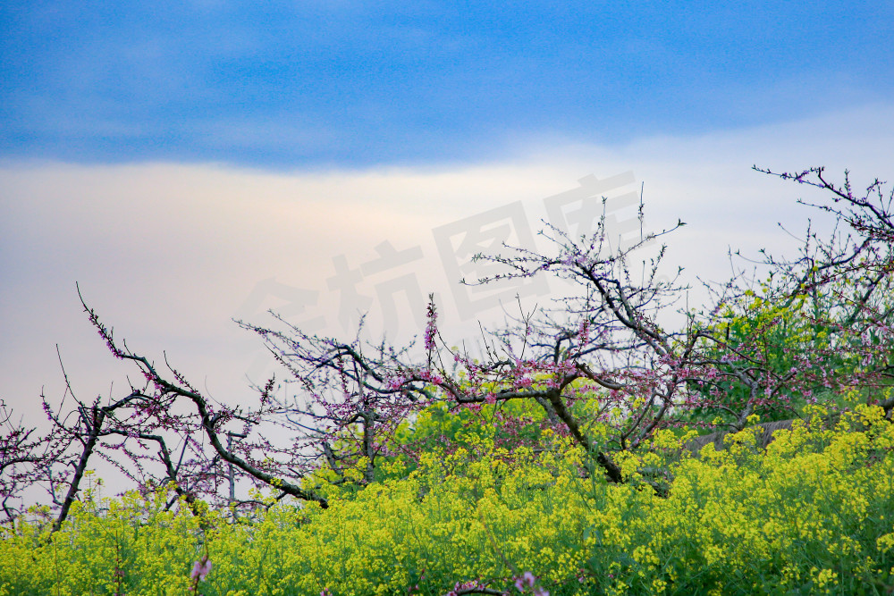 《在那桃花盛开的地方》