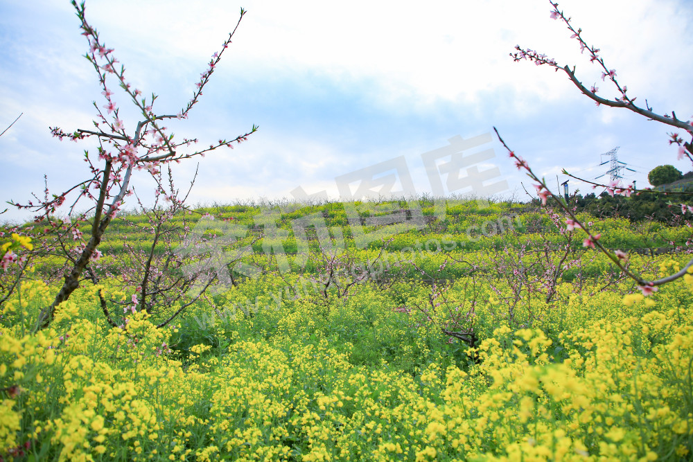 《在那桃花盛开的地方》