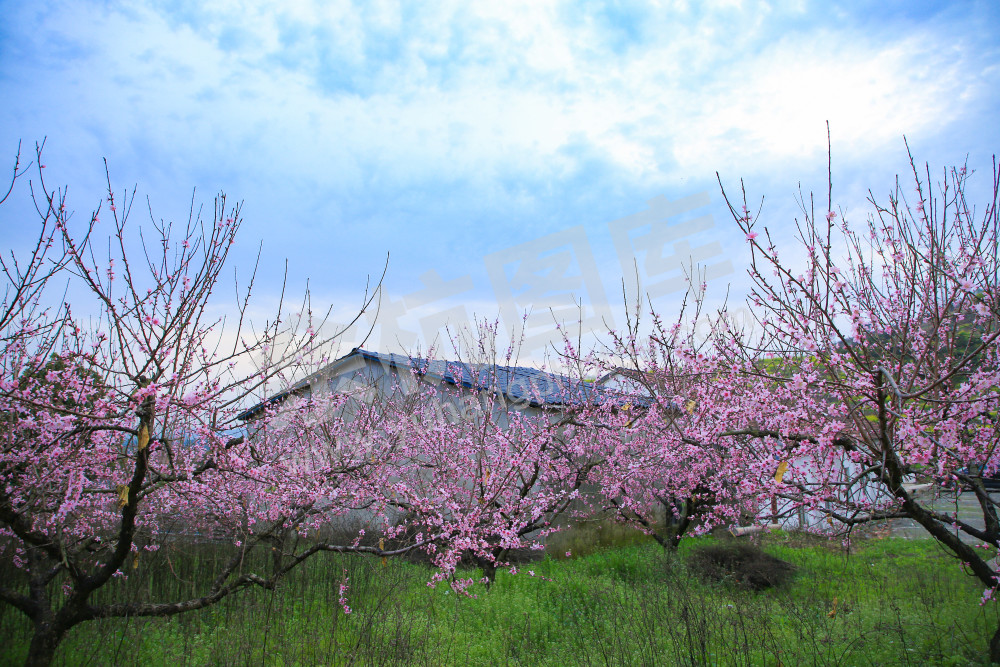 《在那桃花盛开的地方》
