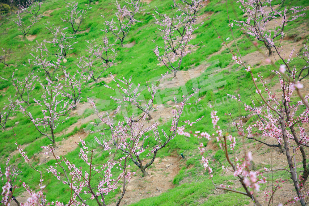 《在那桃花盛开的地方》