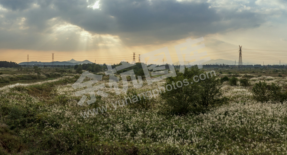 夕阳下的芦花更美丽