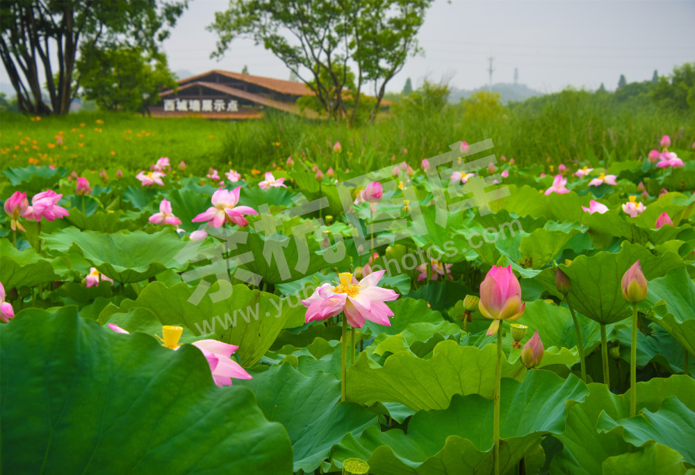 《雨中的良渚古城》