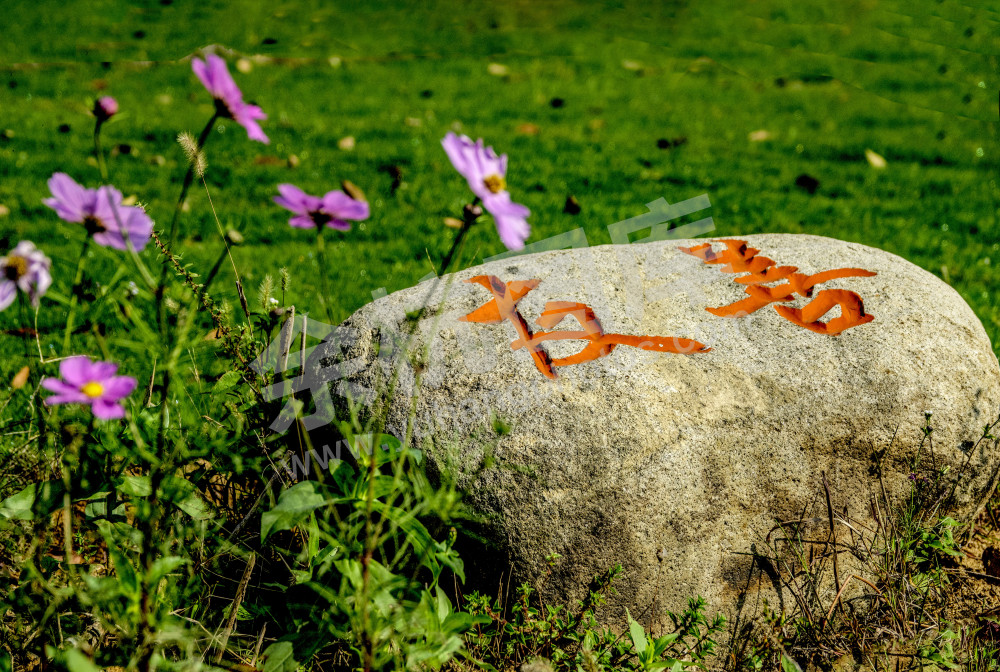 花朵颂歌友善情