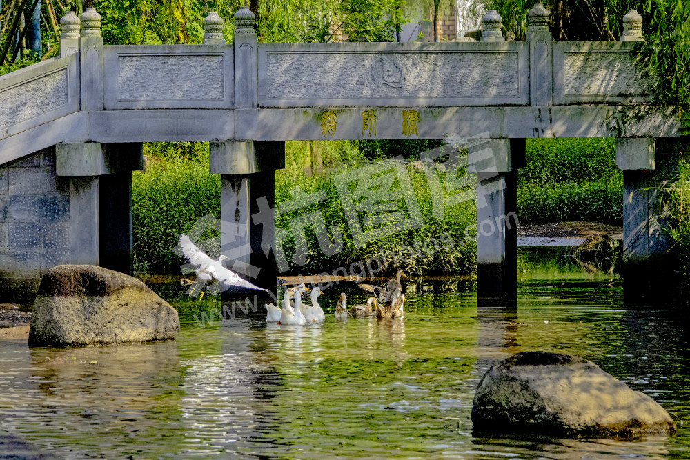 清清小溪白鹭飞