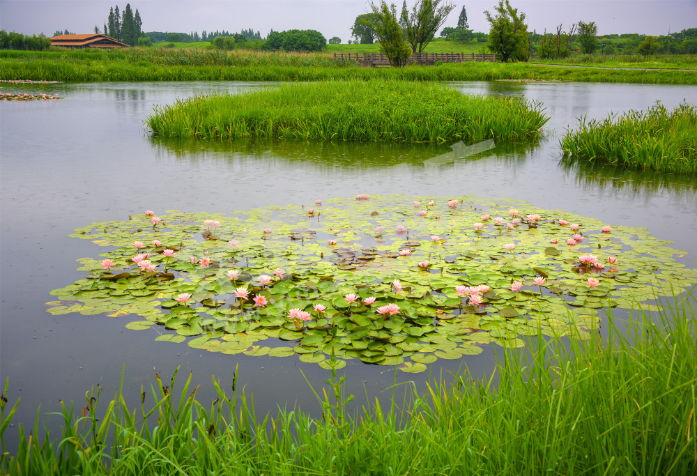 《雨中的良渚古城》