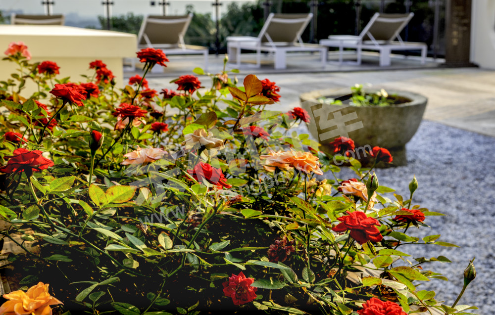 美丽花朵窑山上