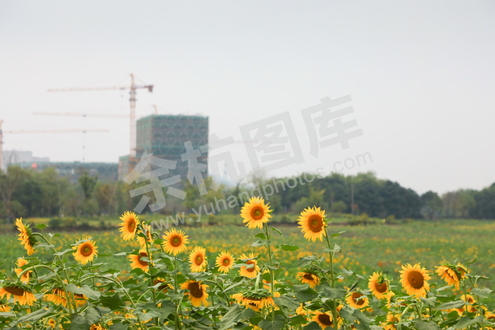 葵花盛开 建设正忙