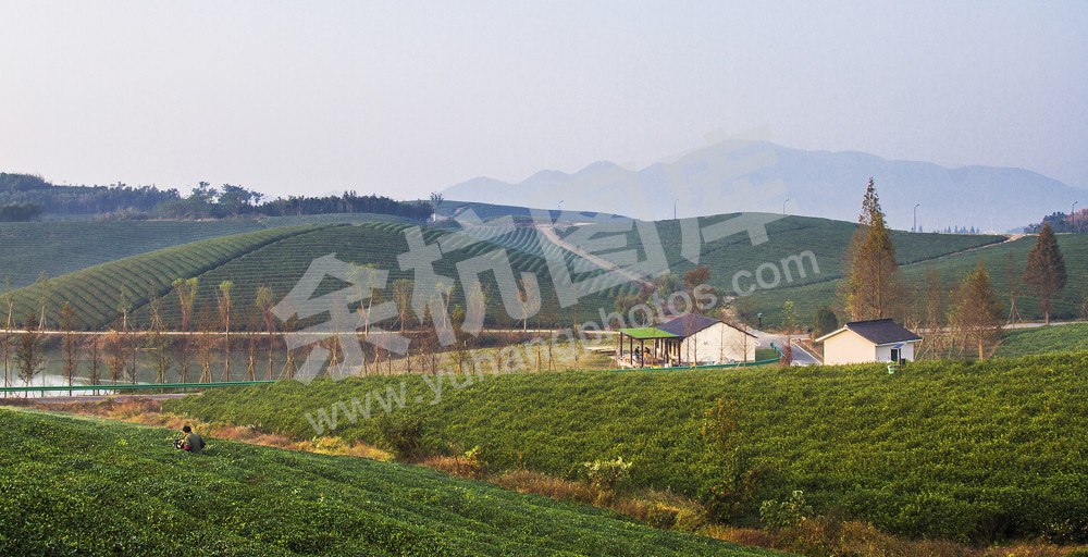 《有机茶示范基地》