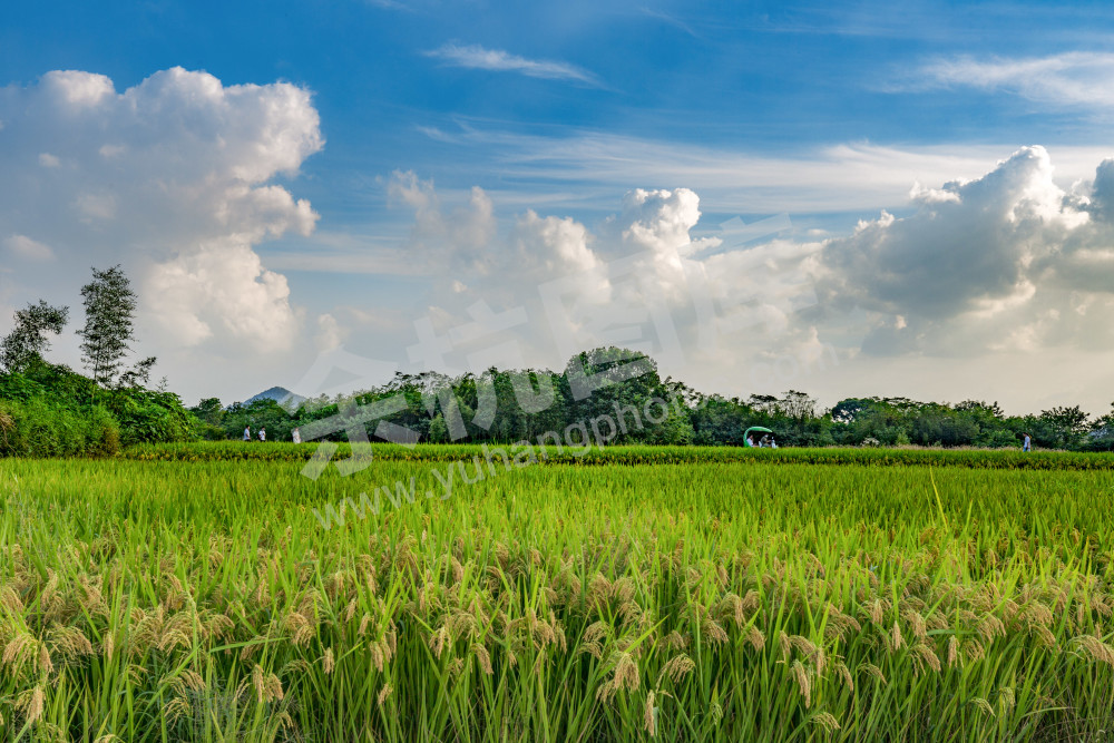 《游良渚&ldquo;御&rdquo;园》