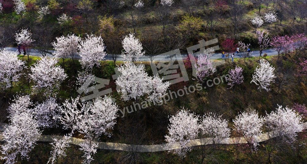 《人在花中 犹在画中》