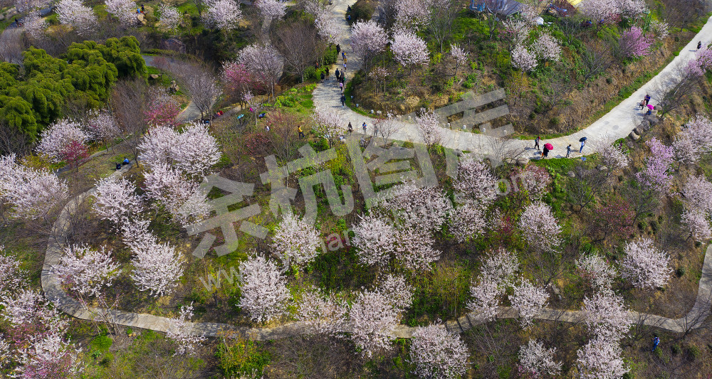 《人在花中 犹在画中》