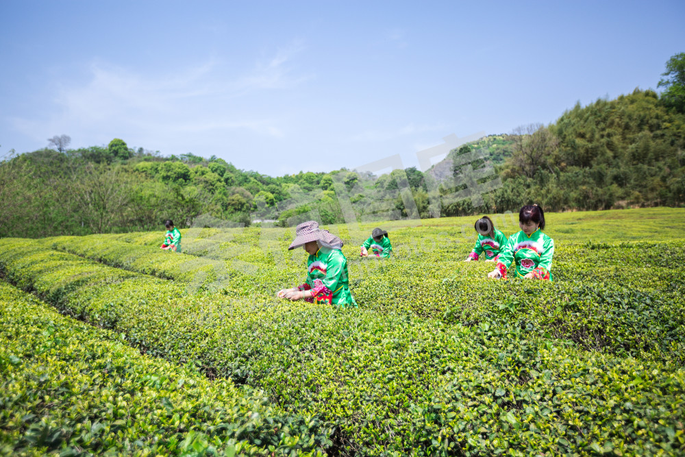 杜城采茶