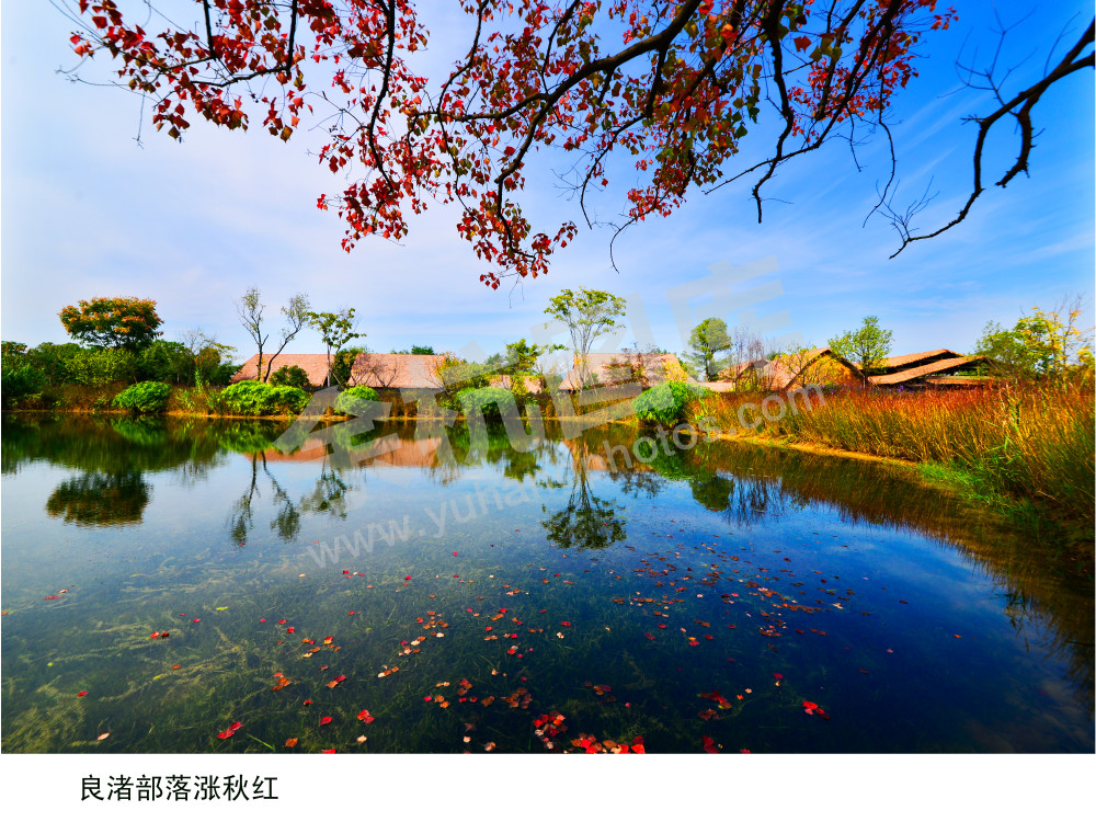 良渚部落涨秋红