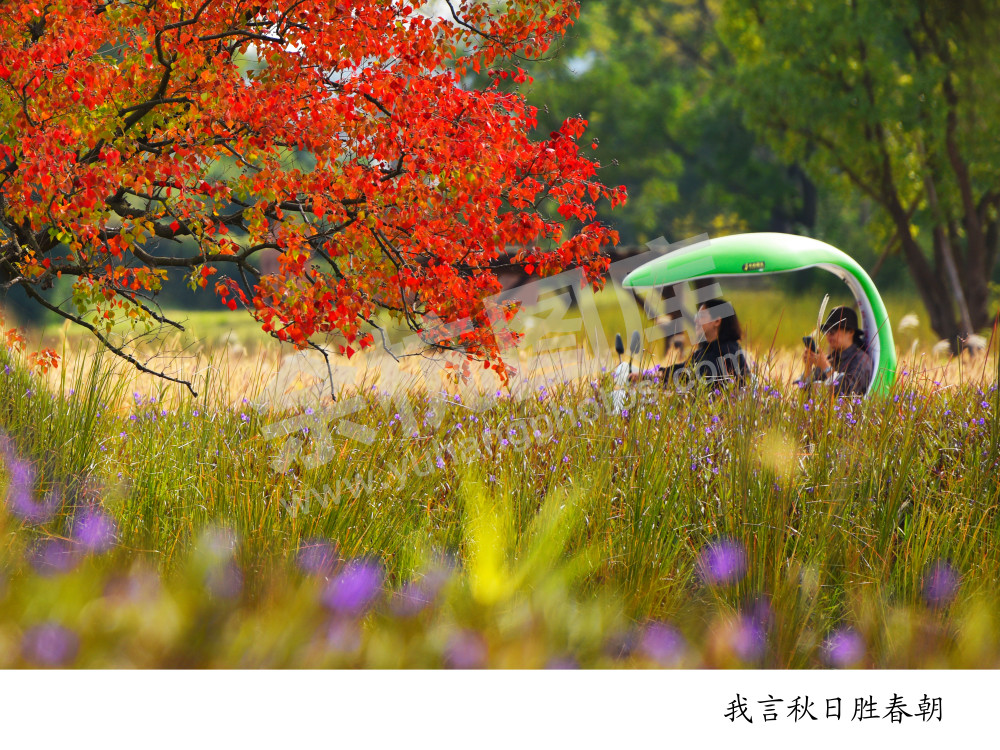 秋日胜春朝