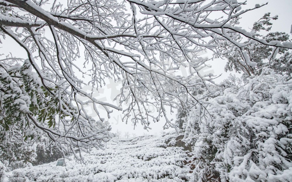 《大雪覆盖下的径山茶园》 