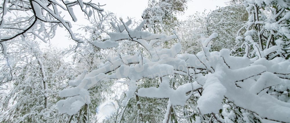 径山雪 