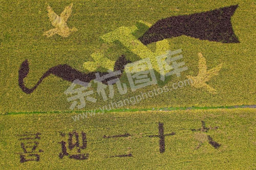 多彩稻画“喜迎二十大”