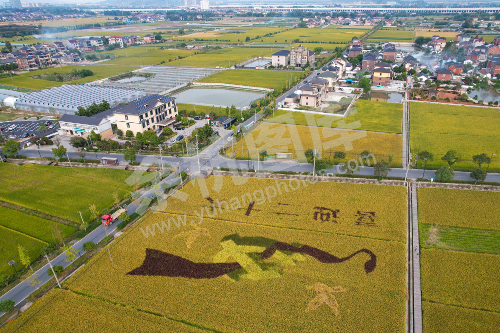 多彩稻画“喜迎二十大”