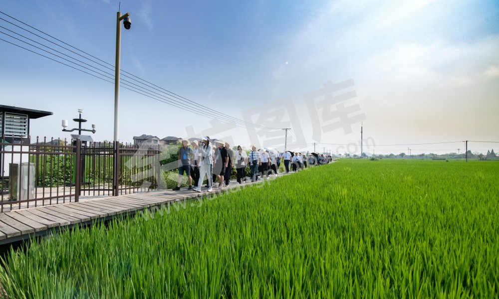 《稻香小镇》