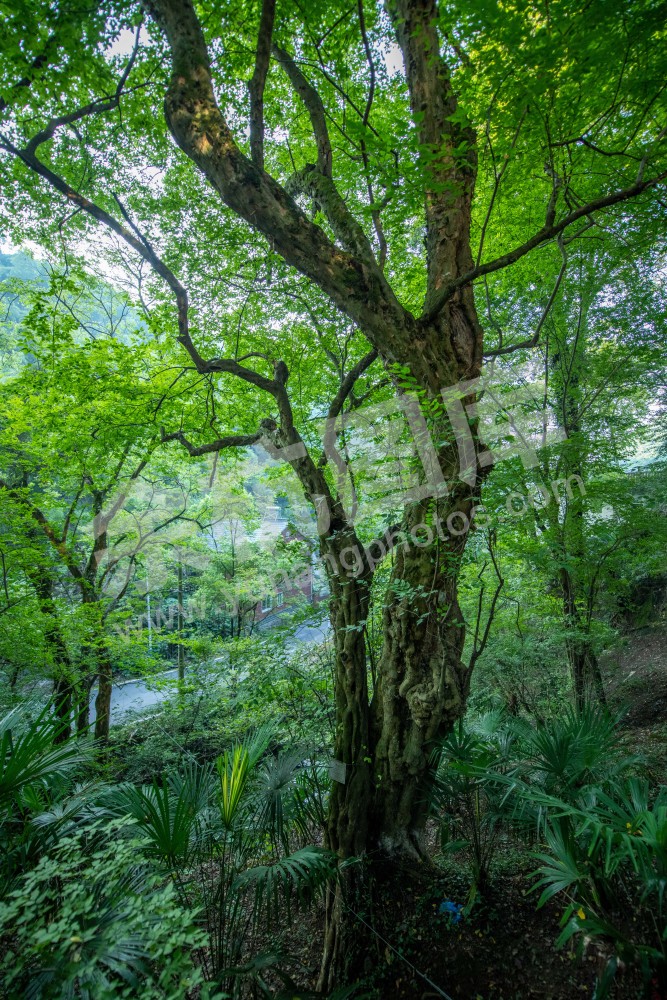 瓶窑王家村古树群